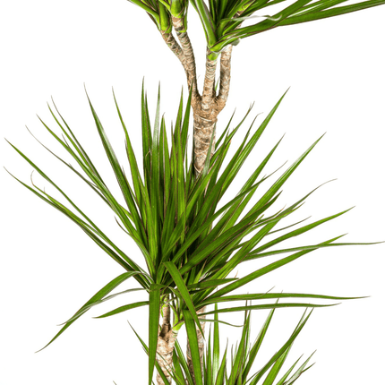 Dracaena Marginata Green inkl. Naturkorb – Höhe 130-150cm – Ø24cm – Elegante Zimmerpflanze mit schmalen, grünen Blättern