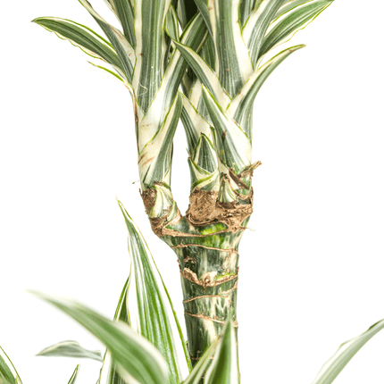 Dracaena Deremensis White Stripe inkl. Naturkorb – Höhe 130-150cm – Ø24cm – Elegante Zimmerpflanze mit zweifarbigem Laub