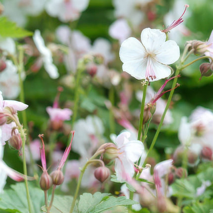 Cambridge Storchschnabel – Geranium cantabrigiense 'Biokovo' – ↕10-25cm – Ø9cm – 6 Pflanzen – Weiß – rosa Blüten – Bodendecker – Pflegeleicht