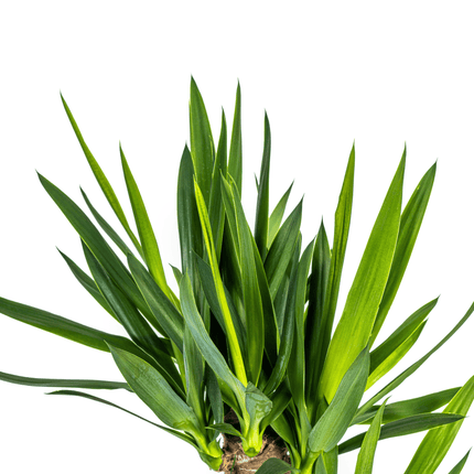 Yucca Elephantipes mit Korb – Höhe 90–110cm – Ø21cm – Palmlilie Zimmerpflanze mit robustem Stamm – Pflegeleichte & luftreinigende Pflanze für Wohnzimmer & Büro