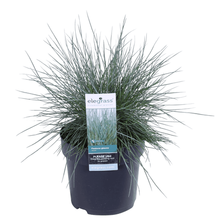 Blauschwingel Festuca glauca Azura Blue Ø14cm – Höhe ca.30cm – silberblaues Ziergras winterhart & immergrün