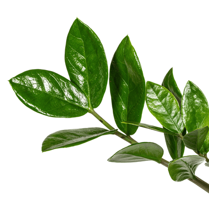 Glücksfeder – Zamioculcas Zamiifolia – Zimmerpflanze – Ø17cm – ↕40-50cm – Pflegeleicht & robust – Ideal für Büro & Wohnzimmer