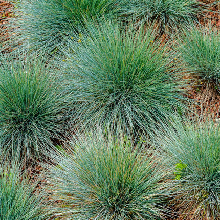 Festuca gautieri Zierschwingel – 60 Pflanzen – Ø9cm – Höhe 10-25cm – Immergrünes Ziergras – Pflegeleicht & Trockenheitsverträglich