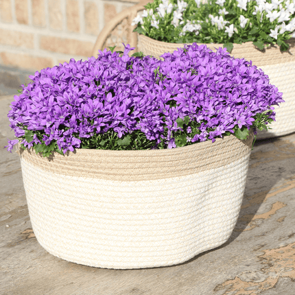 Campanula Addenda Ambella Intense Purple 3er Set – Glockenblume lila im Baumwollkorb mit Bewässerungsreservoir – Topfgröße 12cm