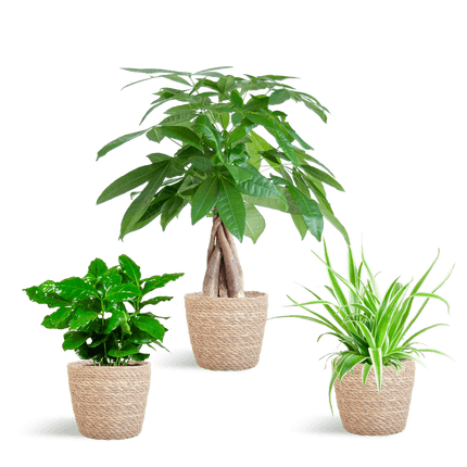 Tierfreundlicher Pflanzenkasten – Zimmerpflanzen – Mix – 3 grüne Pflanzen – Ø12cm – Korb Sofia Natur – ungiftig für Katzen, Hunde & Kinder