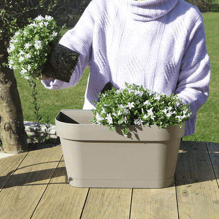 Campanula Addenda Ambella weiß 3er Set mit Balkonpflanzer taupe 36cm – Glockenblume weiß 12cm – inkl Aufhängesystem & Wasserreservoir