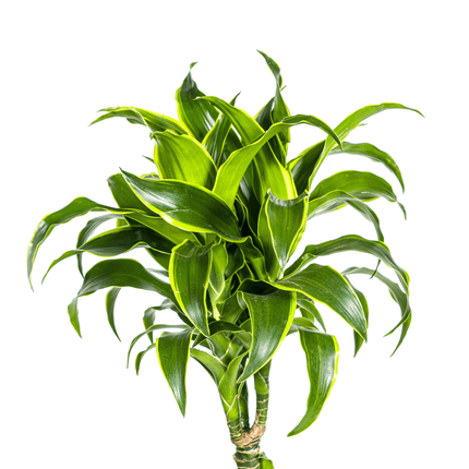 Dracaena Deremensis Dorado inkl. Naturkorb – Höhe 120-140cm – Ø24cm – Pflegeleichte & luftreinigende Zimmerpflanze