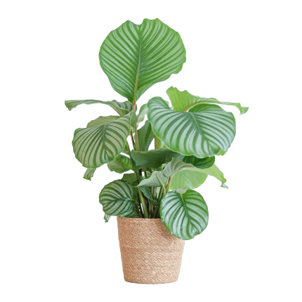 Korbmarante Calathea Orbifolia – Zimmerpflanze – 65cm hoch – Ø21cm – inkl. Natur – Korb Sofia aus Seegras – Luftreinigend & dekorativ
