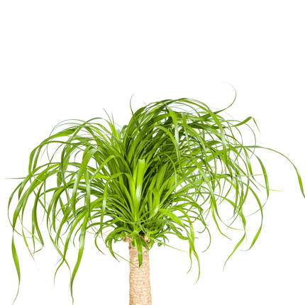 Elefantenfuß Beaucarnea Recurvata – Zimmerpflanze – Ø21cm – 60-80cm Höhe – Trockenheitsverträglich & pflegeleicht