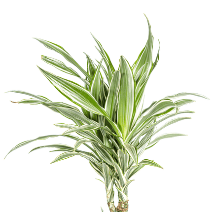 Dracaena Deremensis White Stripe inkl. Naturkorb – Höhe 130-150cm – Ø24cm – Elegante Zimmerpflanze mit zweifarbigem Laub