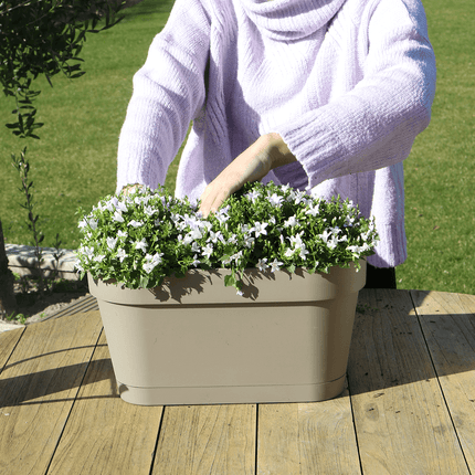Campanula Addenda Ambella weiß 3er Set mit Balkonpflanzer taupe 36cm – Glockenblume weiß 12cm – inkl Aufhängesystem & Wasserreservoir