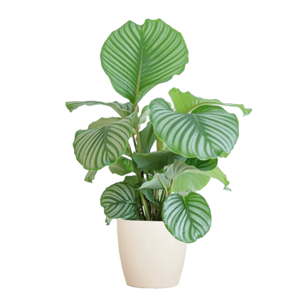 Korbmarante Calathea Orbifolia – Zimmerpflanze 65cm – Ø21cm – Luftreinigend – Inklusive biologisch abbaubarem Viber – Topf Weiß