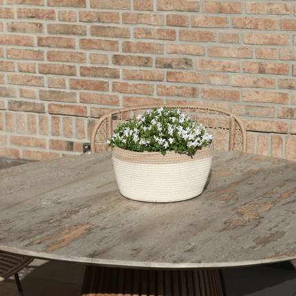 Campanula Addenda Ambella weiß 3er Set – Glockenblume weiß im Baumwollkorb mit Bewässerungsreservoir – Topfgröße 12cm
