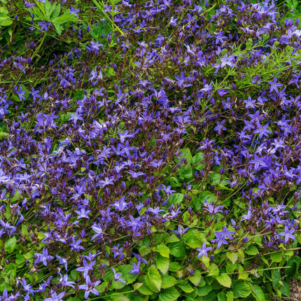 Polster – Glockenblume Campanula poscharskyana – 48 Pflanzen – 10-25cm – Ø9cm – Winterharte Bodendecker Staude – Blühpflanze für Mauer, Beet & Balkon