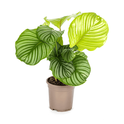 Korbmarante Calathea Orbifolia – Ø17cm – ca. 40-50cm hoch – Zimmerpflanze mit großen, silbrig – grünen Blättern – Für Wohnzimmer & Büro