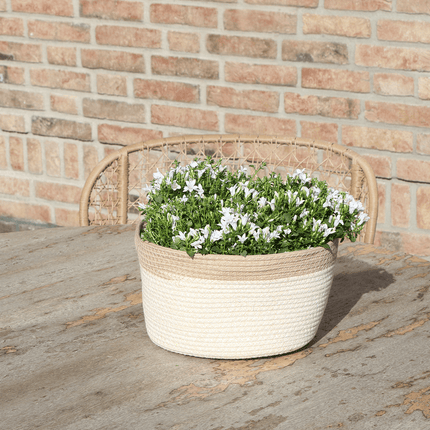 Campanula Addenda Ambella weiß 3er Set – Glockenblume weiß im Baumwollkorb mit Bewässerungsreservoir – Topfgröße 12cm