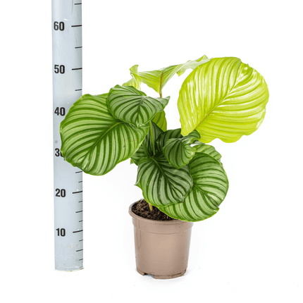 Korbmarante Calathea Orbifolia – Ø17cm – ca. 40-50cm hoch – Zimmerpflanze mit großen, silbrig – grünen Blättern – Für Wohnzimmer & Büro