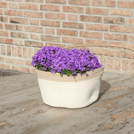 Campanula Addenda Ambella Intense Purple 3er Set – Glockenblume lila im Baumwollkorb mit Bewässerungsreservoir – Topfgröße 12cm