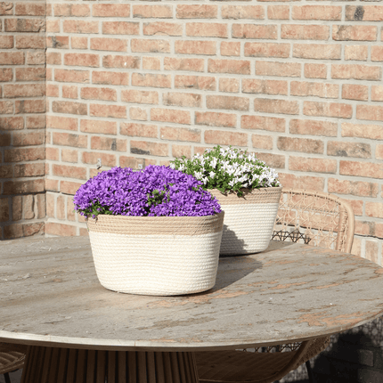 Campanula Addenda Ambella Intense Purple 3er Set – Glockenblume lila im Baumwollkorb mit Bewässerungsreservoir – Topfgröße 12cm