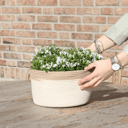 Campanula Addenda Ambella weiß 3er Set – Glockenblume weiß im Baumwollkorb mit Bewässerungsreservoir – Topfgröße 12cm