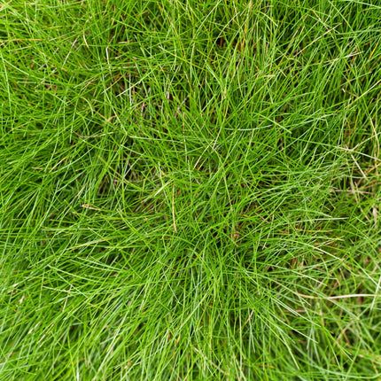 Festuca gautieri Zierschwingel – 6 Pflanzen – Ø9cm – Höhe 10-25cm – Immergrünes Ziergras