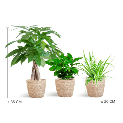 Tierfreundlicher Pflanzenkasten – Zimmerpflanzen – Mix – 3 grüne Pflanzen – Ø12cm – Korb Sofia Natur – ungiftig für Katzen, Hunde & Kinder