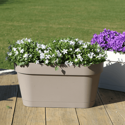 Campanula Addenda Ambella weiß 3er Set mit Balkonpflanzer taupe 36cm – Glockenblume weiß 12cm – inkl Aufhängesystem & Wasserreservoir