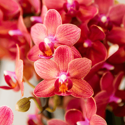 Rote Congo Orchidee im Retro Übertopf rot Ø9cm – blühende Zimmerpflanze frisch vom Züchter – glänzender 70er – Look Ziertopf mit abgerundetem Design