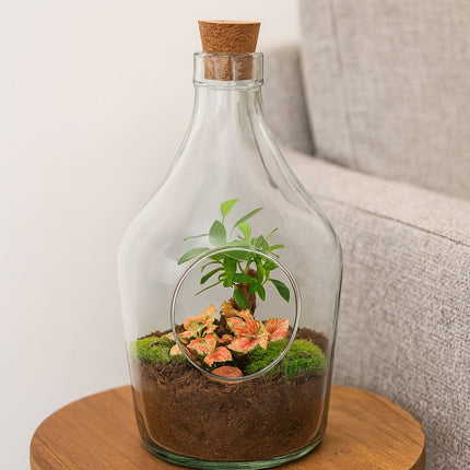 Offener Flaschengarten John 30cm – Bonsai & Ruby Lime Fittonia – Glasflaschenterrarium mit Moos – Natürliches Mini – Ökosystem – Kit & Pflanzen