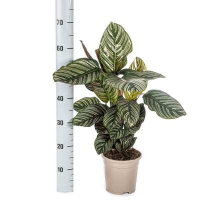Korbmarante Calathea Ornata Sanderiana – Ø17cm – ca. 40-50cm hoch – Zimmerpflanze mit pink gestreiften Blättern – Für Wohnzimmer & Büro
