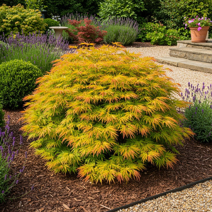 Japanischer Ahorn – Acer palmatum 'Summergold' – ca. 70cm hoch – Ø19cm – goldgelbes Laub – Balkon – & Gartenpflanze