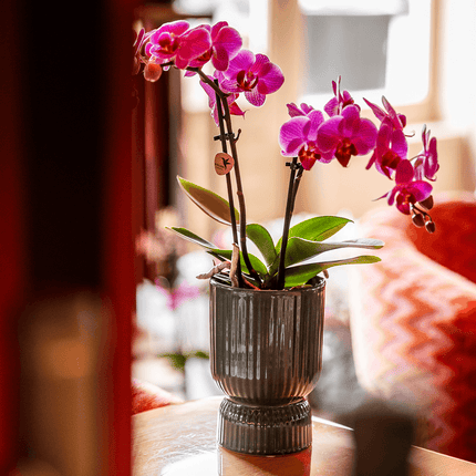 Ziertopf Diabolo – Grün – Ø9cm – Keramiktopf mit Rillenstruktur & abgerundetem Fuß – Blumentopf für Orchideen & Zimmerpflanzen