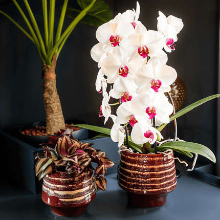 Übertopf Moonstone Burgundy Ø9cm – eleganter Keramik Blumentopf in Burgundrot – fein geschichtete Glasur mit dezentem Glanz