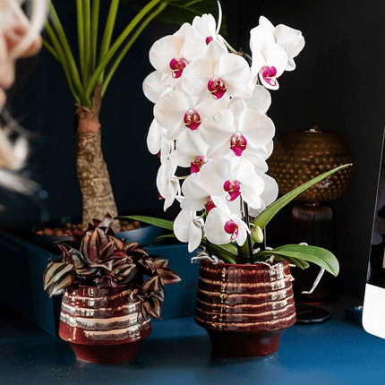Übertopf Moonstone Burgundy Ø9cm – eleganter Keramik Blumentopf in Burgundrot – fein geschichtete Glasur mit dezentem Glanz