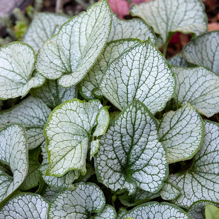 Brunnera macrophylla Jack Frost – 12 Pflanzen Kaukasusvergissmeinnicht – 10-25cm – Ø9cm – Winterharte Schattenstaude mit silbernem Zierlaub