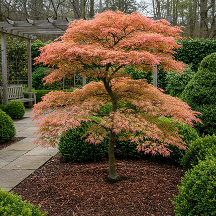 Japanischer Ahorn – Acer palmatum Iyoshi – 2 Pflanzen im 19cm Topf – 70cm hoch – Balkon – & Terrassenpflanze – Rosa Herbstfärbung