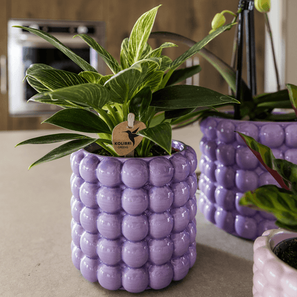 Ziertopf Poppy – Purple – Ø9cm – Moderner Keramik Blumentopf in glänzendem Violett – Stilvoller Übertopf für Zimmerpflanzen, Sukkulenten & Orchideen