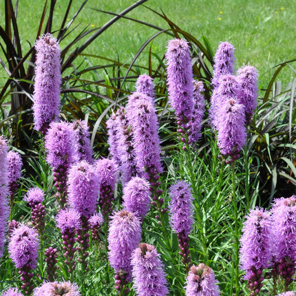 Liatris spicata – 6 Pflanzen – Ø9cm – Höhe 10-25cm – Winterharte Staude – Violettrosa Blütenähren – Bienen