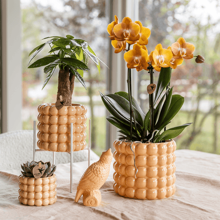 Ziertopf Poppy – Peach – Ø9cm – Moderner Keramik Blumentopf in glänzendem Pfirsichton – Stilvoller Übertopf für Zimmerpflanzen, Sukkulenten & Orchideen