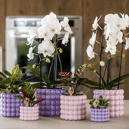 Ziertopf Poppy – Purple – Ø9cm – Moderner Keramik Blumentopf in glänzendem Violett – Stilvoller Übertopf für Zimmerpflanzen, Sukkulenten & Orchideen