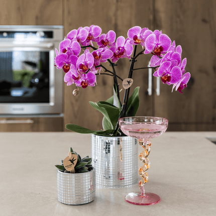 Pflanzenset – violette Vienna Orchidee Ø9cm + Sukkulente inkl. Keramik – Übertöpfe – glänzender Disco Übertopf + Mini – Disco Topf