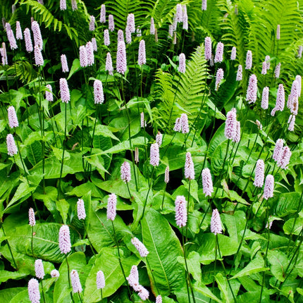 Persicaria amplexicaulis Alba – 48 Pflanzen – Ø9cm – Höhe 10-25cm – Winterharte Staude – Weiße Blütenähren – Bienenfreundlich für Beet & Naturgarten