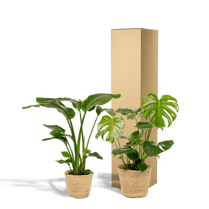 Strelitzia Nicolai – Ø19cm – ↕85cm + Monstera Deliciosa – Ø21cm – ↕75cm inkl. Naturkorb – Tropisches Zimmerpflanzen – Set mit luftreinigend