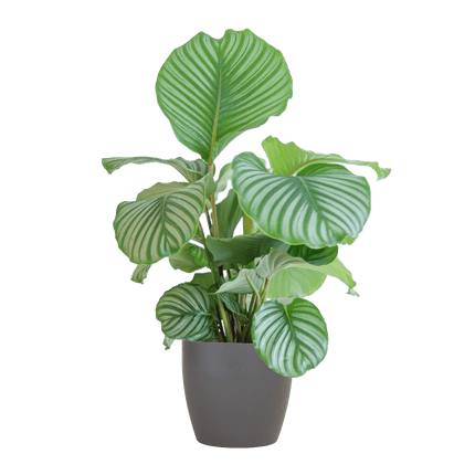 Korbmarante Calathea Orbifolia – Zimmerpflanze 65cm – Ø21cm – Luftreinigend – Inklusive biologisch abbaubarem Viber – Topf Grau