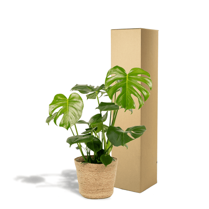 Monstera Deliciosa – ↕80cm – Ø21cm inkl. Naturkorb – Zimmerpflanze mit großen Fensterblättern – Luftreinigende Tropenpflanze im Naturkorb