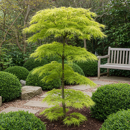 Japanischer Ahorn – Acer palmatum Koto – no – ito – Zierahorn im Topf 19cm – ca. 70cm hoch – Feingliedrig & mehrfarbig – Balkon – & Terrassenpflanze