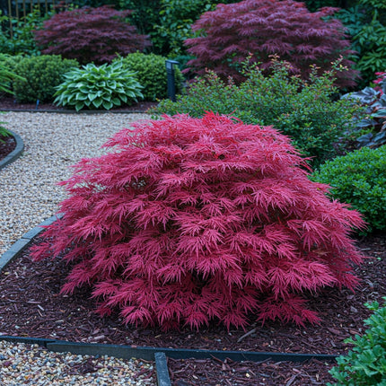 Japanischer Ahorn – Acer palmatum 'Pink Dwarf' – ca. 70cm hoch – Ø19cm – rosa Frühlingslaub – kompakte Balkon – & Gartenpflanze