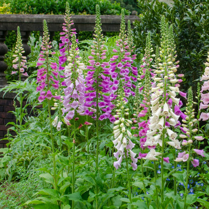 Roter Fingerhut Digitalis purpurea – 48 Pflanzen – Blühstaude für Garten & Beet – 10-25cm – Ø9cm – Bienenfreundlich