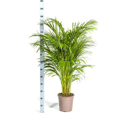 Goldfruchtpalme – Dypsis Areca Lutescens inkl. Naturkorb – Höhe 120-140cm – Ø24cm – Luftreinigende Zimmerpflanze im dekorativen Korb