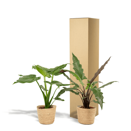 Alocasia Zimmerpflanzen – Set – Pfeilblatt Cucullata Ø19cm ↕60cm & Lauterbachiana Ø19cm ↕75cm inkl. Naturkorb – Tropische Elefantenohr Pflanzen